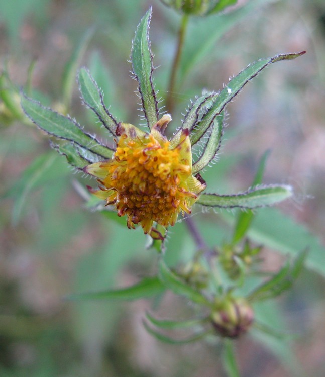 Bidens frondosa / Forbicina peduncolata
